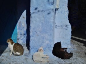 The Blue Side in Chefchaouen