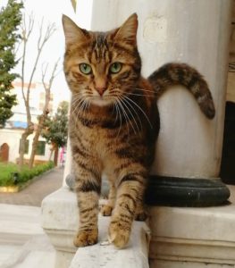 Katze-In-der-Türkei